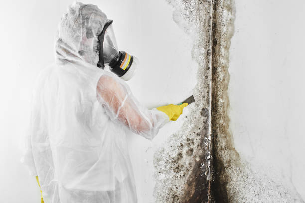 Best Basement Mold Remediation in Rancho Cordova, CA