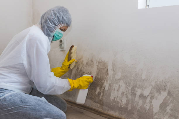 Best Industrial Mold Remediation in Rancho Cordova, CA
