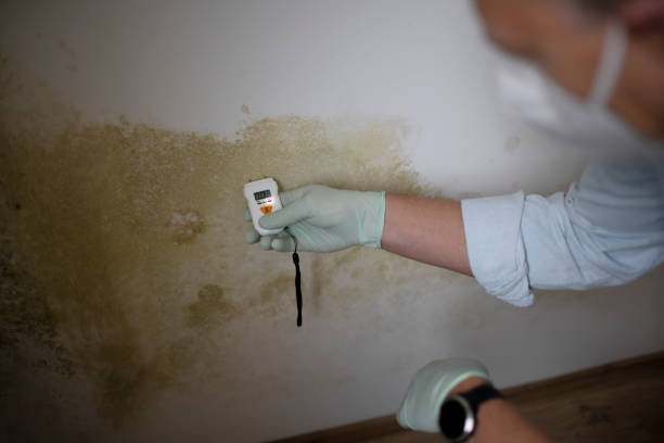 Best Commercial Mold Remediation in Rancho Cordova, CA