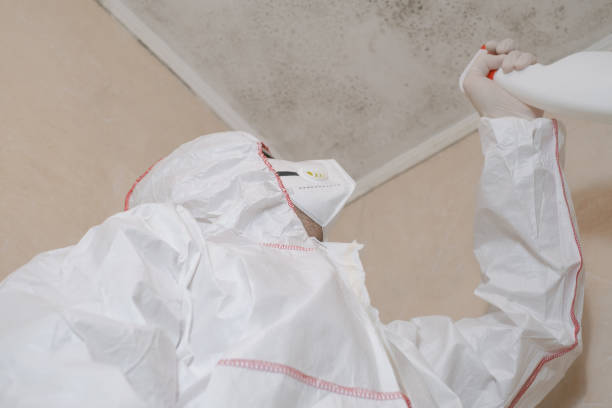 Best Localized Mold Remediation (e.g., coastal areas, humid climates) in Rancho Cordova, CA
