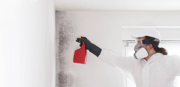 Best HVAC Mold Remediation in Rancho Cordova, CA