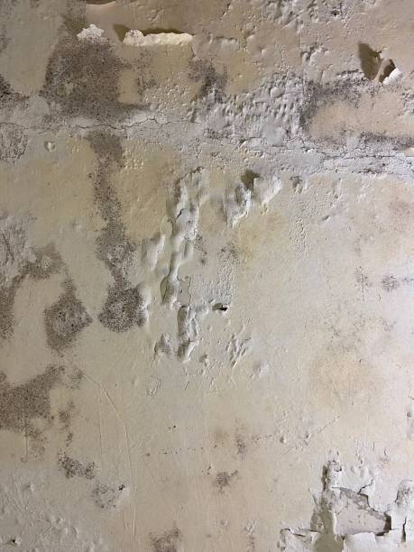Best Attic Mold Remediation in Rancho Cordova, CA