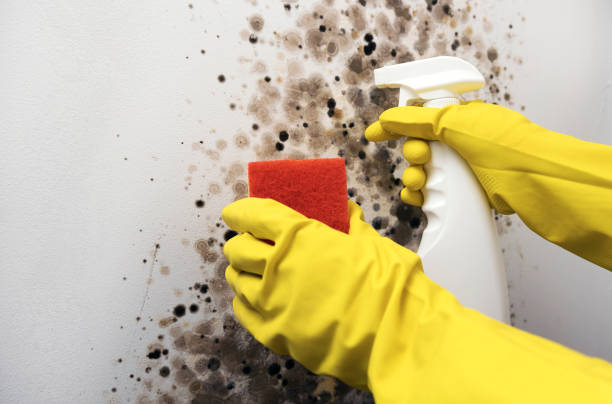Best Kitchen Mold Remediation in Rancho Cordova, CA